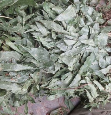 淫羊藿羊角叶仙灵脾带根全草色青野生尖叶产地