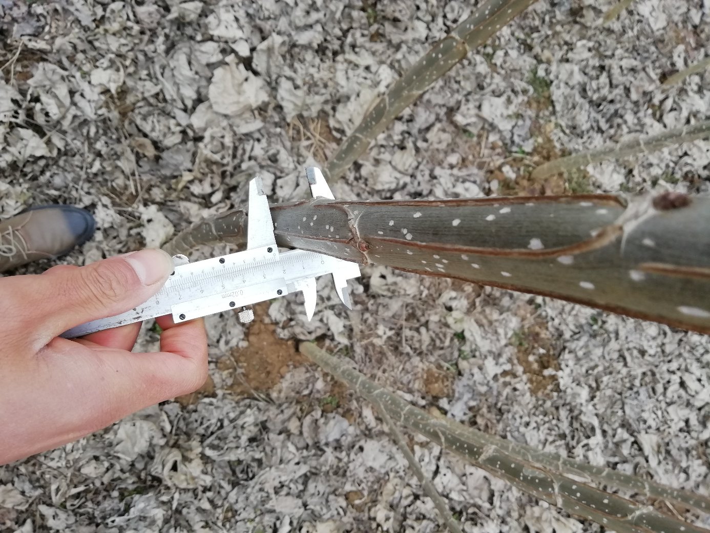 蚕豆测量示意图