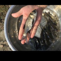 花鲢苗，大头鱼苗，鳙鱼苗，各种规格，量大从优