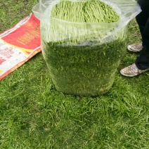 芦蒿净篙