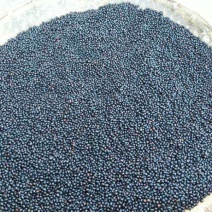 山豆根种子发芽率95%以上货到付款免费提供种植技术