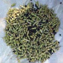 山豆根种子新种保证发芽率货到付款