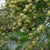 余甘果苗余甘果苗2年苗种植第二可以年挂果嫁接苗