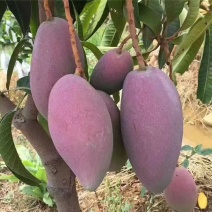 红贵妃芒果苗红贵妃芒果苗台农芒果苗广西芒果苗