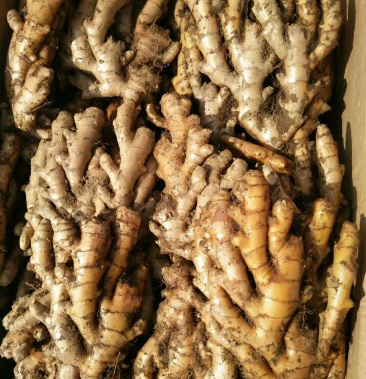 本地板姜,竹根姜,精品,次品,长期有货.