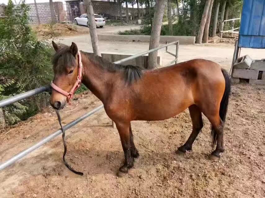 一匹棕色矮马在阳光下的草地上悠闲吃草，耳朵竖起，眼神温和，背景是绿意盎然的牧场