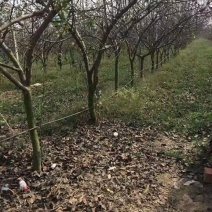 6公分梨树