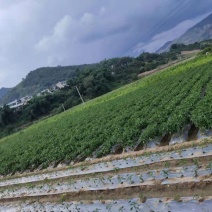 田地出租