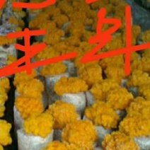 鲜金耳