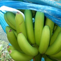香蕉苗香蕉苗威廉斯b2香蕉苗大量批发