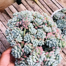 劳尔缀化