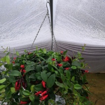 绿植盆栽口红吊兰盆栽净化空气除甲醛观花植物