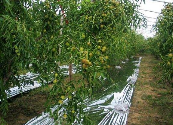 地图标注青枣与红枣在中国的主要种植区域,包括台湾、云南、新疆、山西等地 青枣与红枣的主要产地分布图