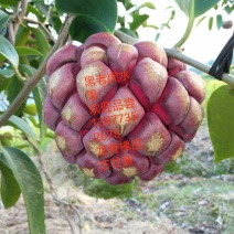 黑老虎水果