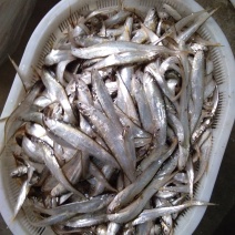 荆州长湖野生毛刀鱼