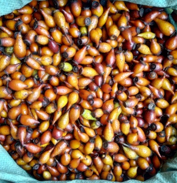 贵州无硫泡酒滋补食材野生生鲜金樱子鲜货蜂糖罐干货产地直销