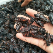 山水牛公虫，批发零售量大优惠，欢迎选购，