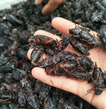 山水牛公虫,批发零售量大优惠,欢迎选购