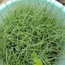 马兰马莲马蒲