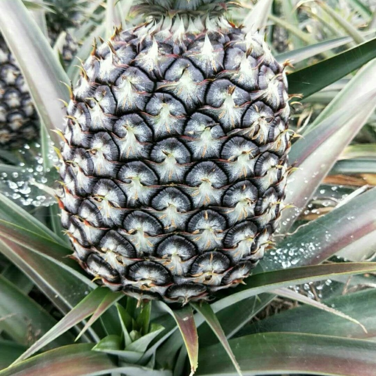 云南西双版纳无眼菠萝