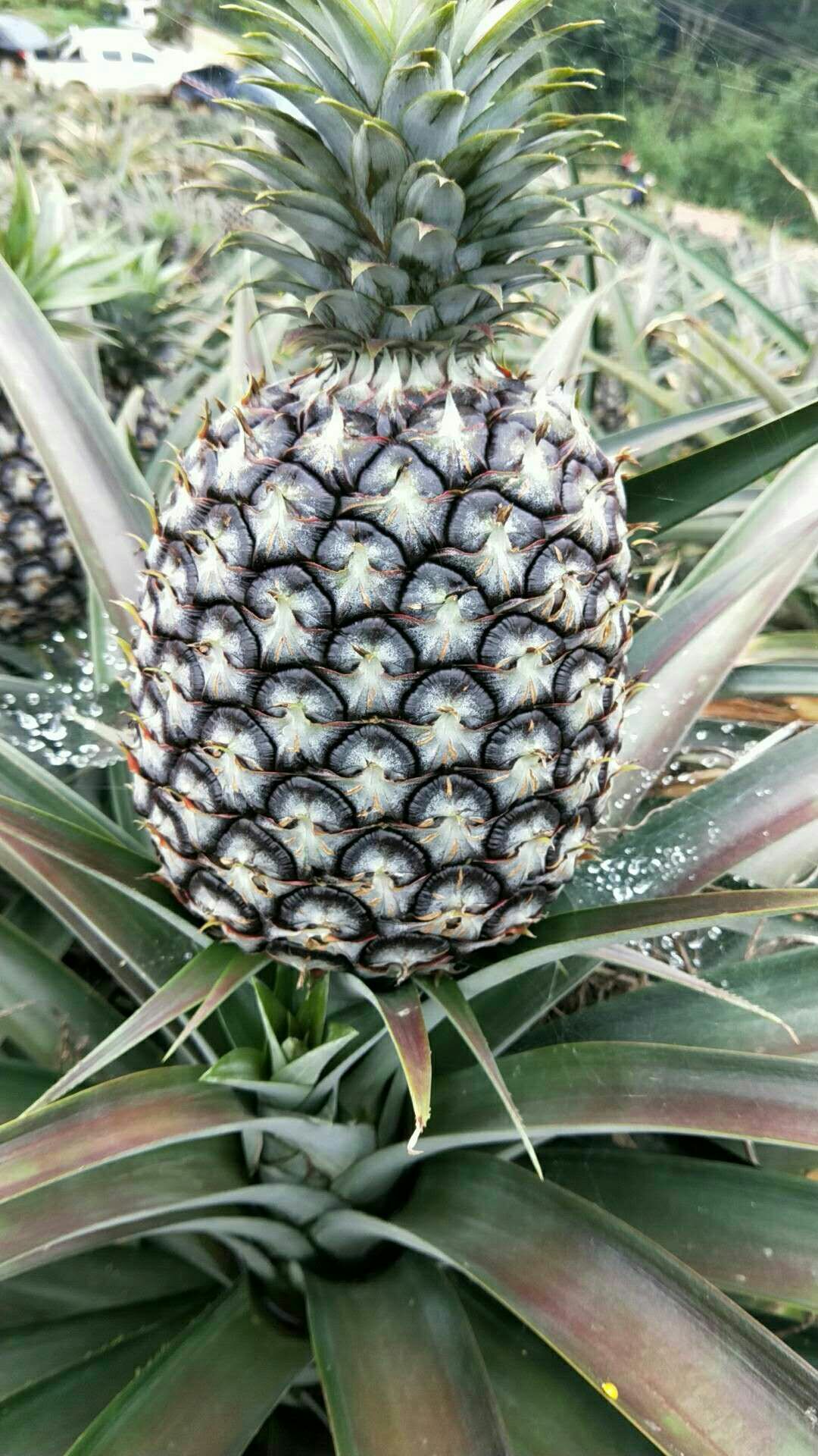 云南西双版纳无眼菠萝