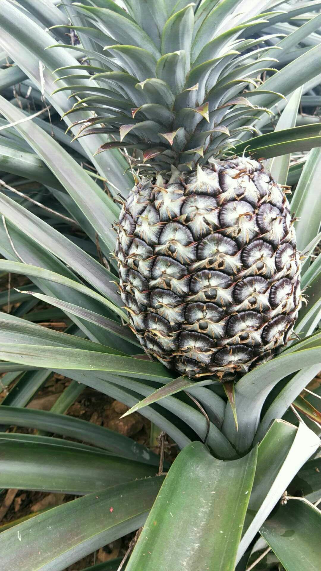 云南西双版纳无眼菠萝