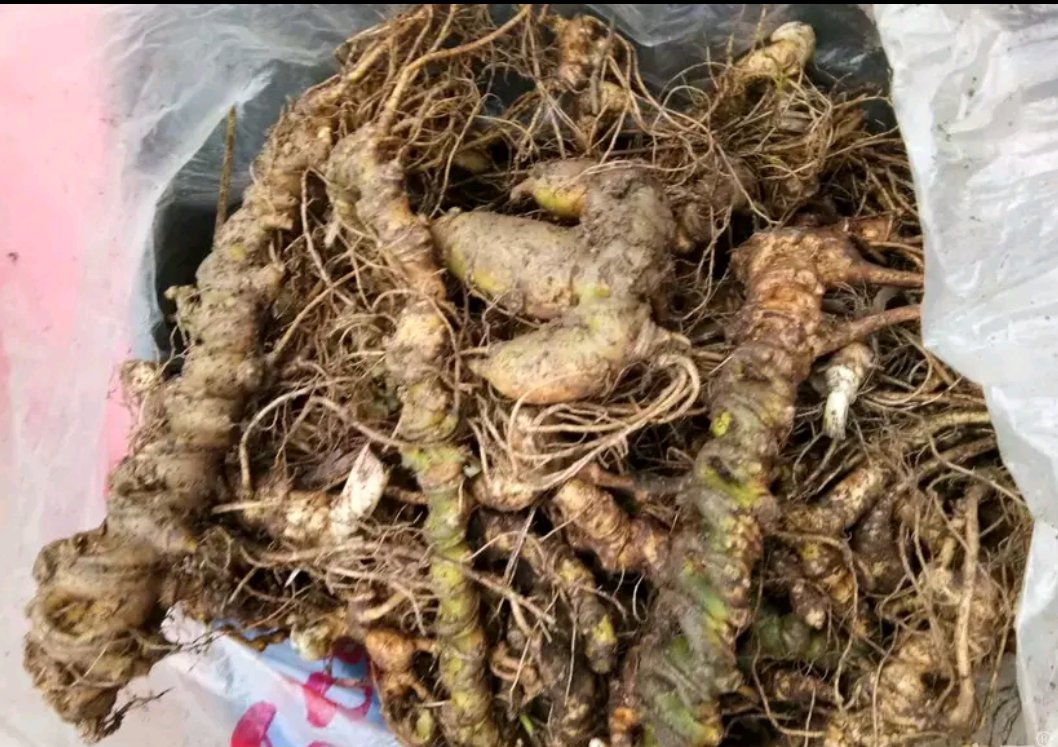 三七不同头数对比图