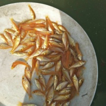 红鲤鱼苗，大量供应，欢迎订购。。。。。。