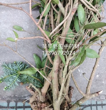 纯野生中药材杉树寄生杉寄生杉木寄生广寄生500