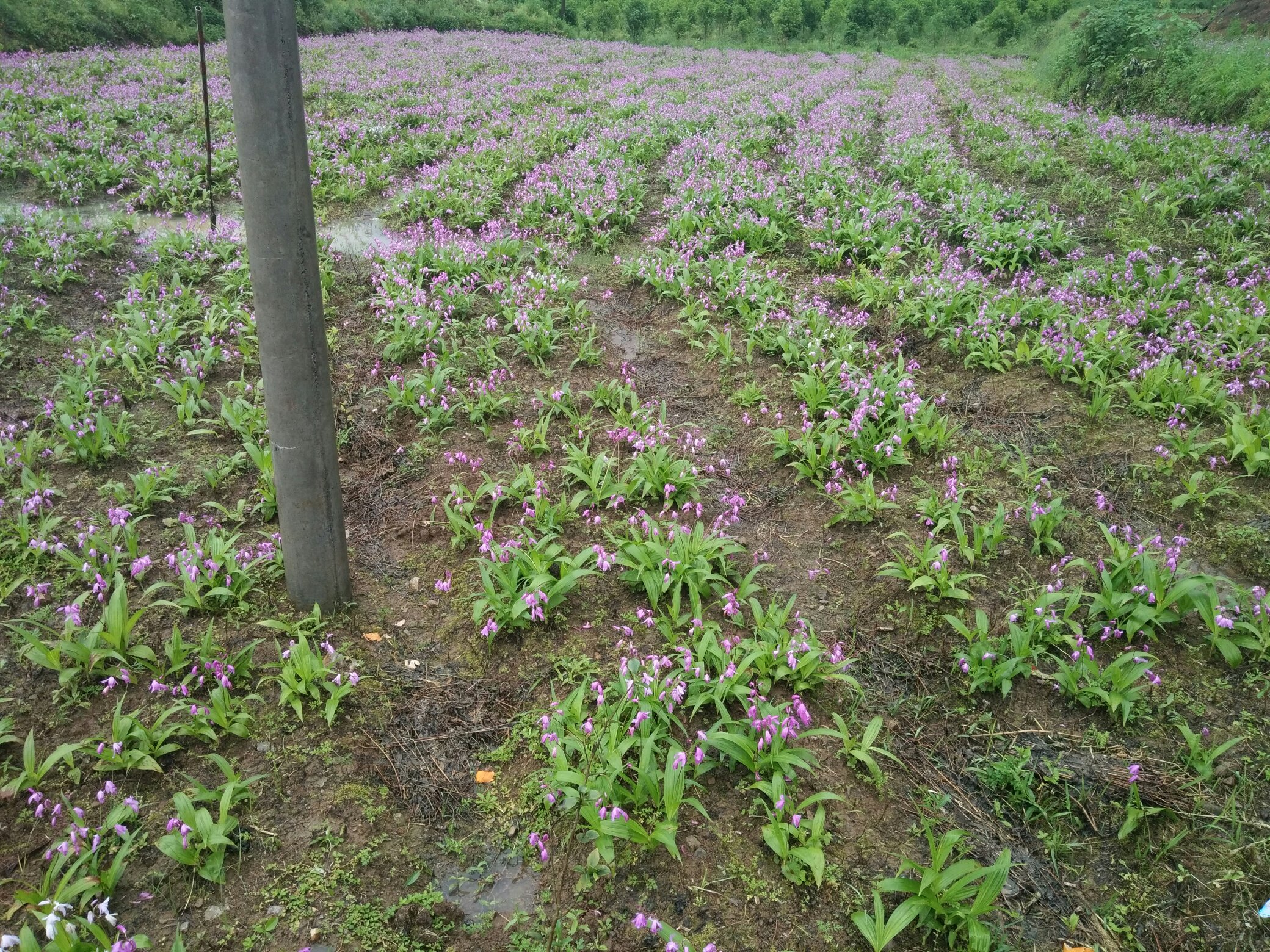 雏菊盛开的花田