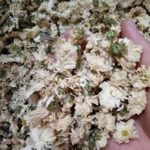 菊花茶