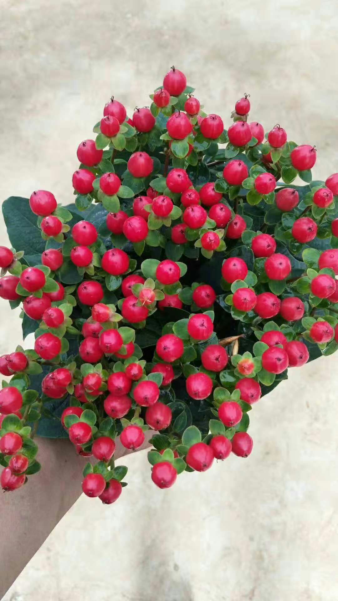 火龙珠种苗,精品种苗多年实践经验,培育出优良的好苗放心购