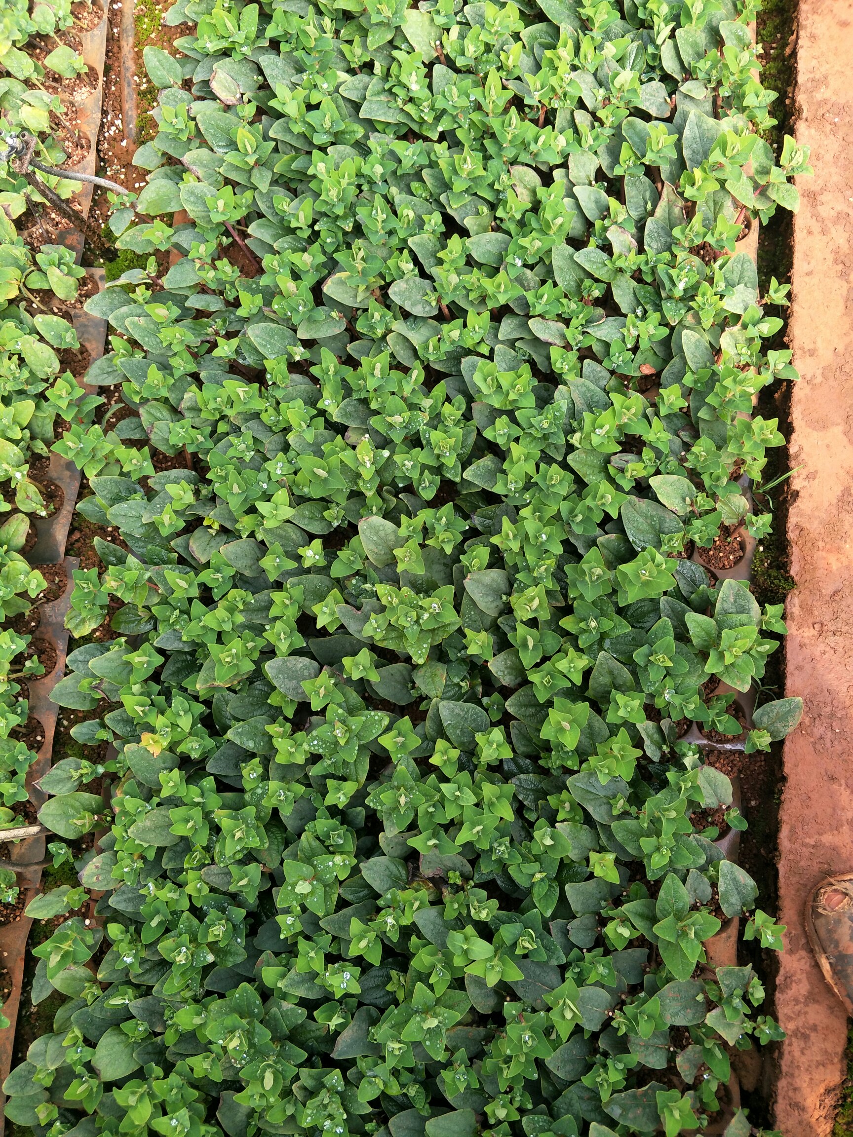 火龙珠种苗,精品种苗多年实践经验,培育出优良的好苗放心购