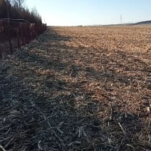 林地三万平方米。空地一万平方米。有樟子松3500棵。梨树