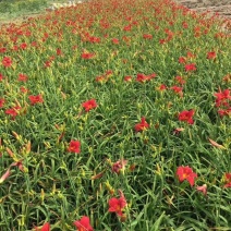 红宝石萱草红花地被萱草耐寒大花草花量大优惠