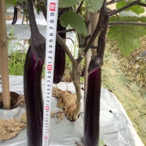 嫁接紫红长茄苗：广茄苗：茄子苗，苗场直供全基质穴盘苗