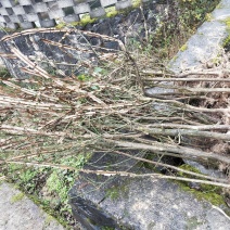 鬼箭羽药材种苗
