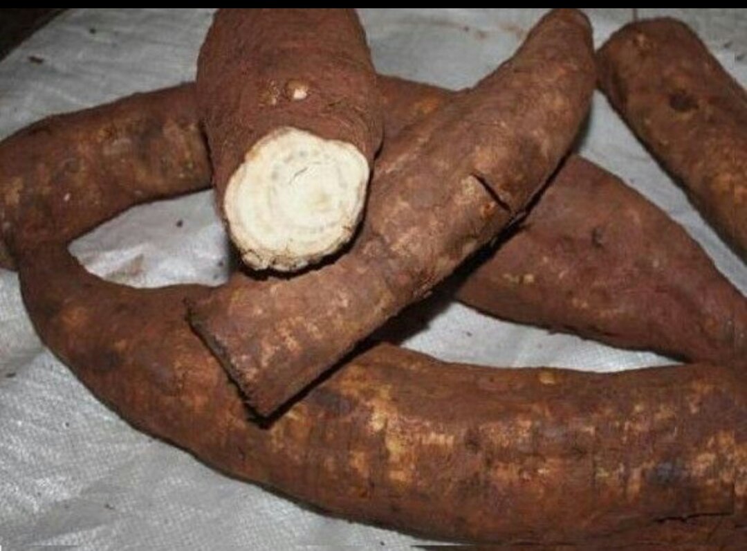 葛根原材料展示图