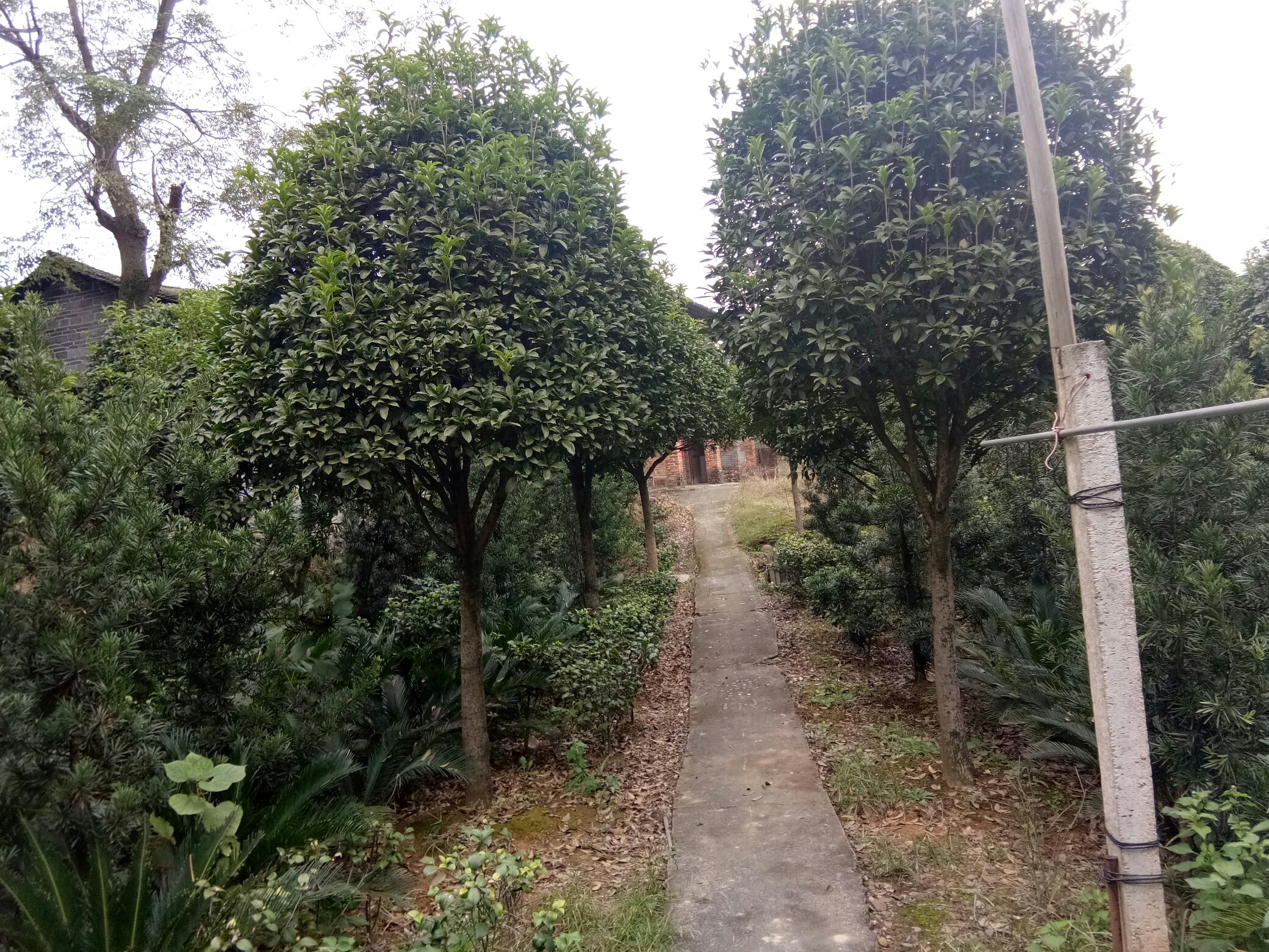 八月桂盛开的庭院