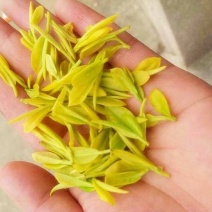 安吉白茶