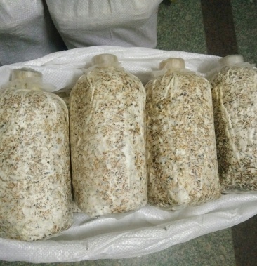产地批发石斛小菇棉籽壳萌发菌