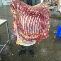 马肋条