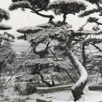 山东造型油松价格，造型松奇特好看货源