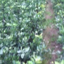 三红蜜柚伦晚脐橙南丰蜜桔金秋沙塘桔脆冠梨黄花梨