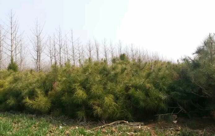 油松林在不同季节的生长状态