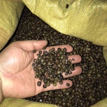 小叶牛大力种子