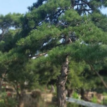 造型黑松，造型油松
