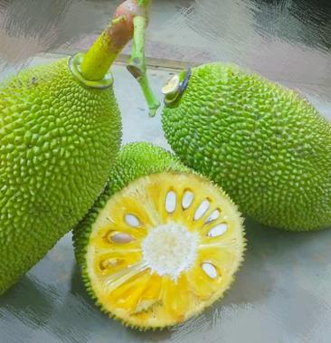 海南三亚热带现摘现发新鲜菠萝蜜,可视频看货支持线上交易