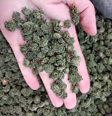 [三七花批发]三七花价格135.00元/斤 - 一亩田