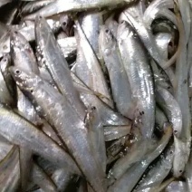 小白条，刀鱼批发
